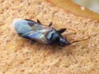 Scoloposcelis pulchella