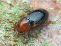 Dacne bipustulata