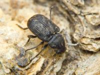 Rhaphitropis marchica