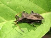 Coreus marginatus