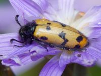Mylabris geminata