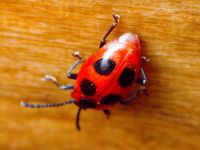 Endomychus coccineus