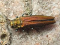 Agrilus mendax