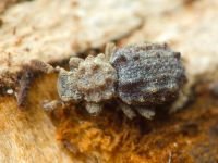 Nosodomodes diabolicus