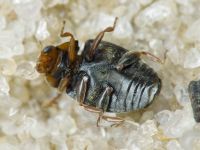 Scymnus frontalis