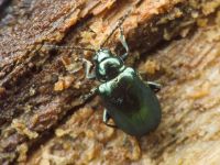 Altica quercetorum