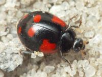 Adalia bipunctata