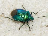Zicrona caerulea