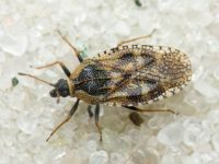 Dictyla echii