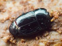 Platysoma compressum