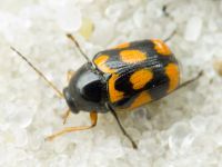 Cryptocephalus (Cryptocephalus) octacosmus