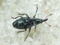 Catapion seniculus \ meieri