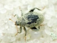 Pseudorchestes smreczynskii