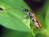 Oedemera femorata