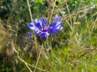Centaurea