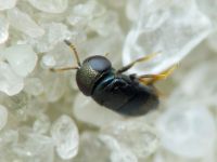 Choreia inepta