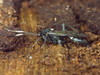 Hoplismenus pica