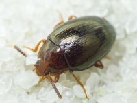 Scaphidema metallicum