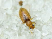 Melanophthalma