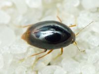 Scaphisoma inopinatum