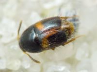 Sepedophilus bipunctatus