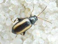 Phyllotreta vittula