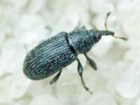 Gymnetron melanarium