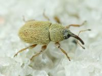 Mecinus ictericus