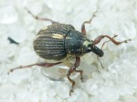 Rhinoncus leucostigma