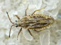Tingis (Tropidocheila) maculata