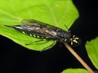 Xiphydria longicollis