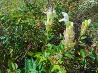 Scutellaria creticola