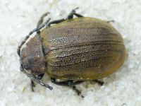 Galeruca pomonae