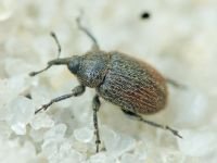 Rhinusa tetra