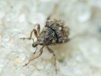 Rhinoncus bruchoides