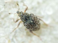 Rhinoncus bruchoides