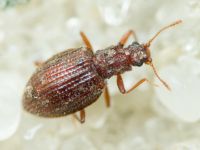 Stephostethus angusticollis