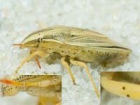 Aelia acuminata