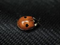 Adalia bipunctata