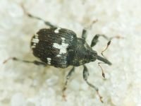 Curculionidae