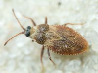 Oncochila simplex
