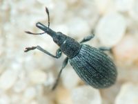 Apioninae