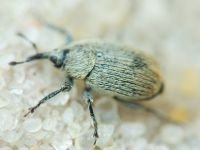 Cleopomiarus