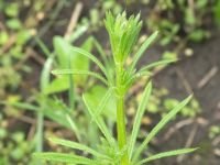 Galium aparine