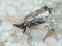 Errastunus ocellaris