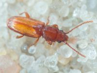 Placonotus testaceus