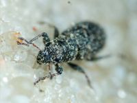 Curculionidae