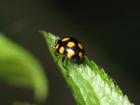 Coccinula quatuordecimpustulata