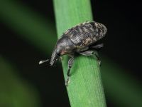 Larinus turbinatus