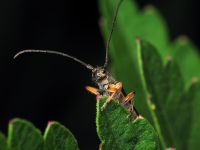 Phytoecia icterica